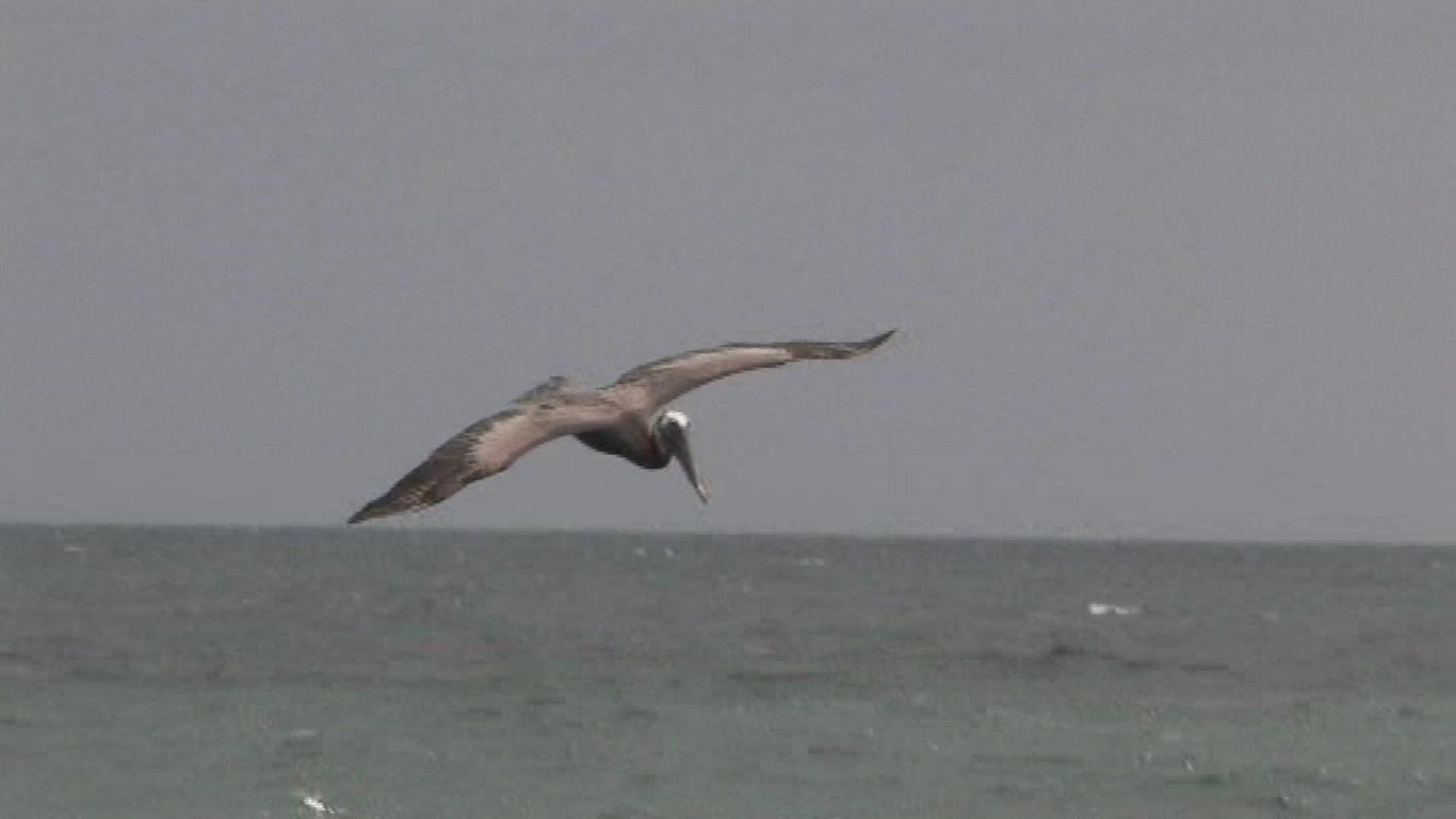 Brown pelican