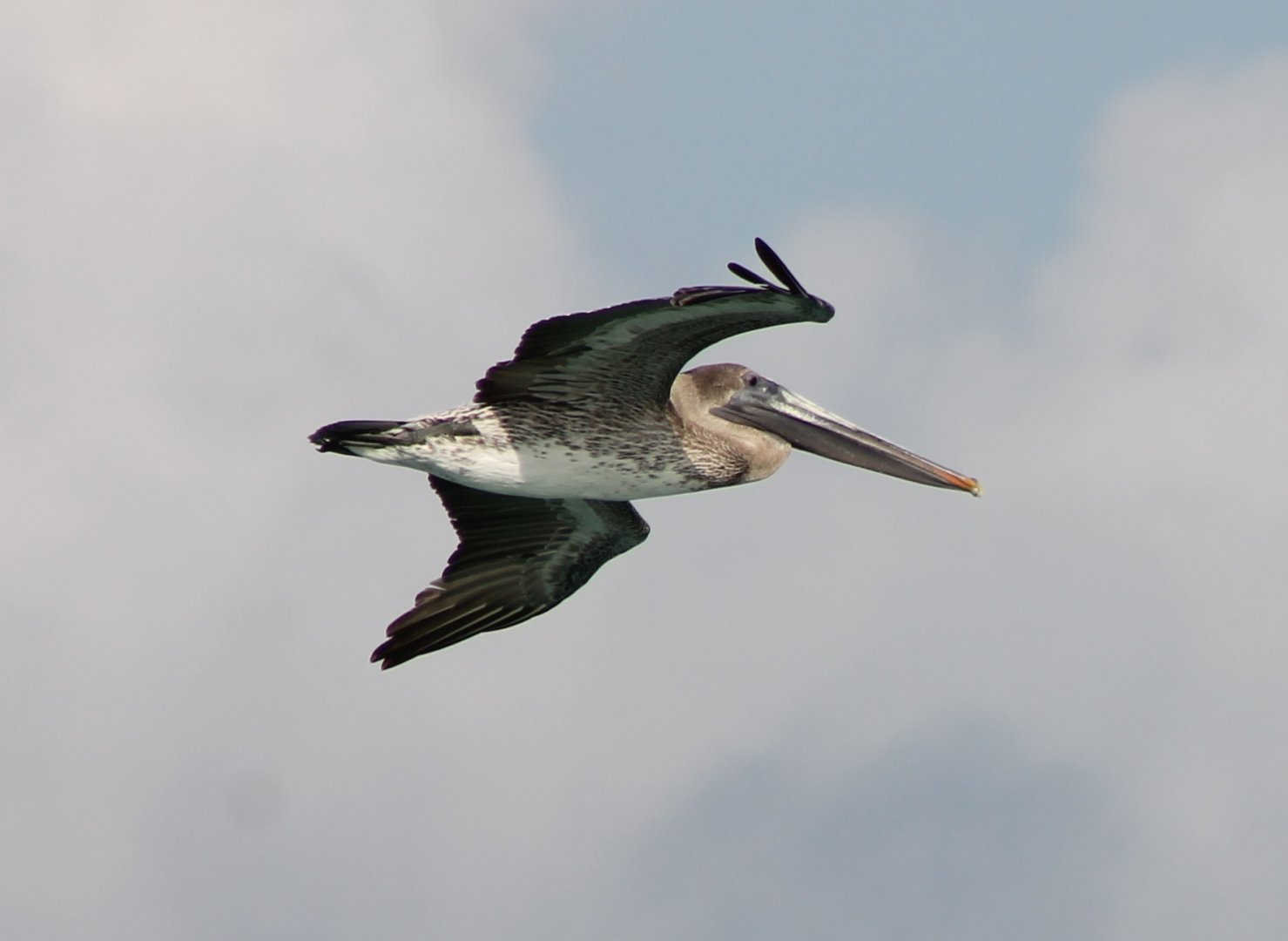 Brown pelican