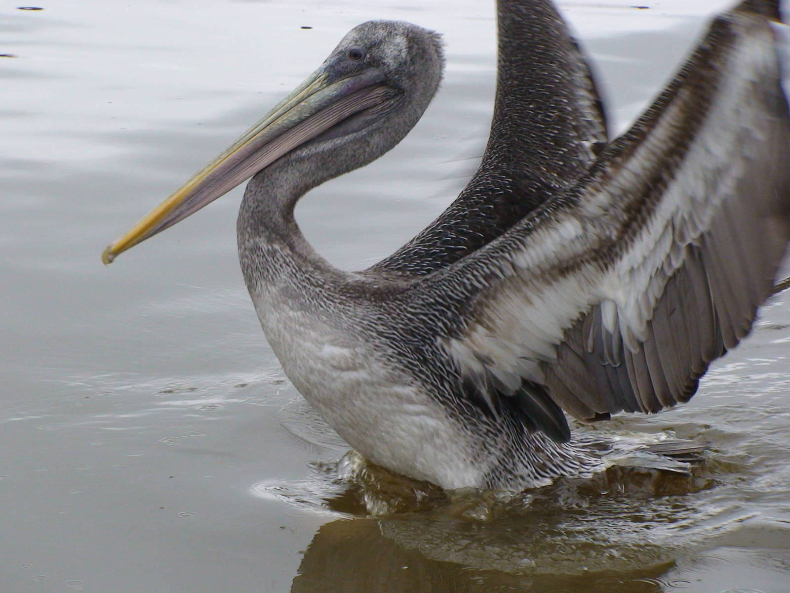 Brown Pelican