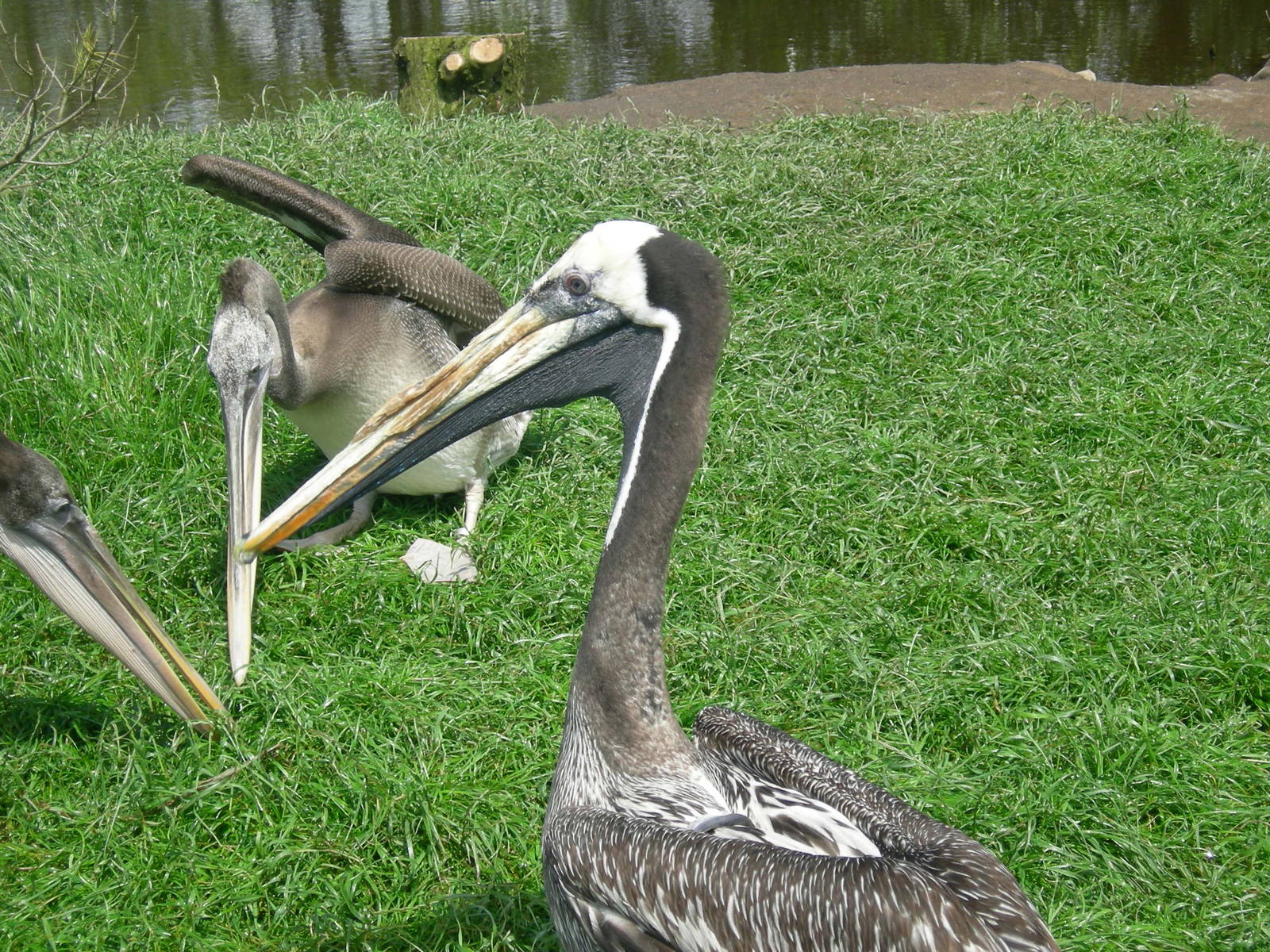 Brown Pelican