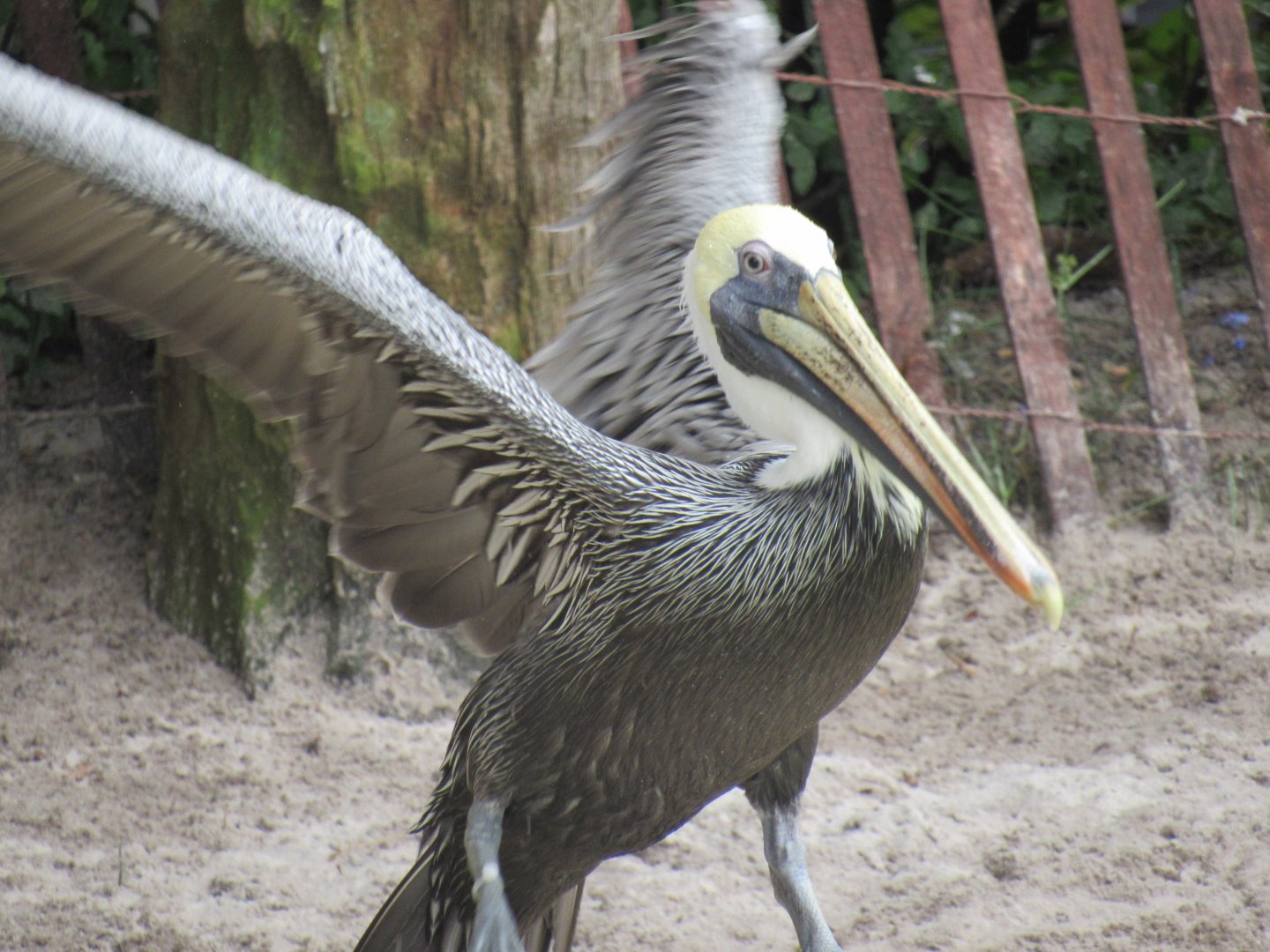 Brown Pelican