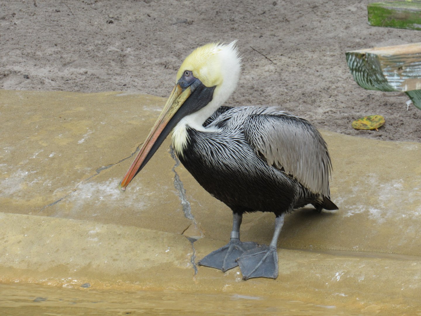 Brown Pelican