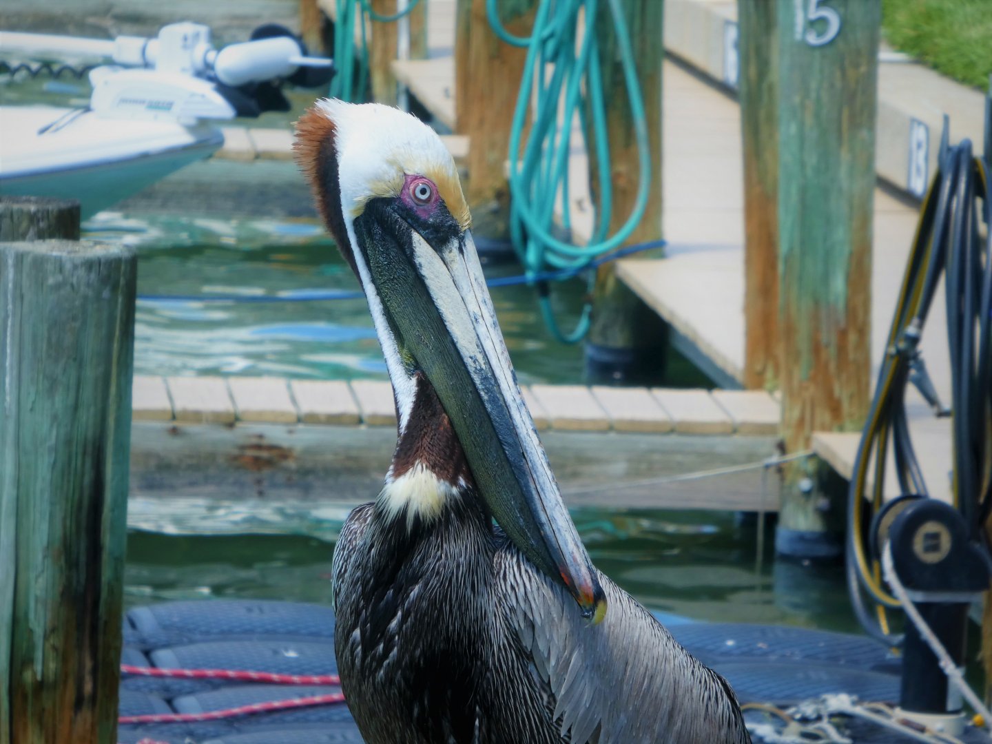 Brown Pelican