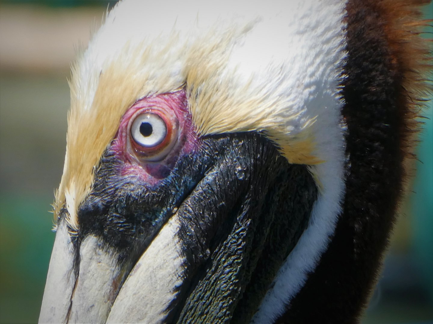 Brown Pelican