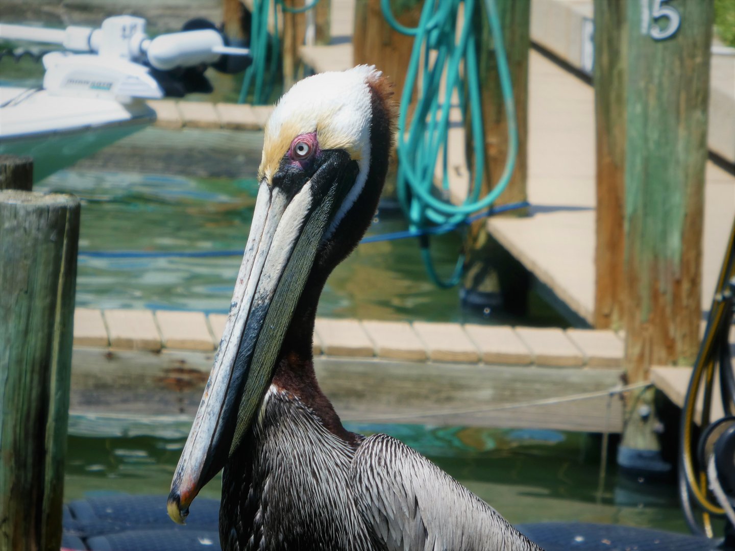 Brown Pelican