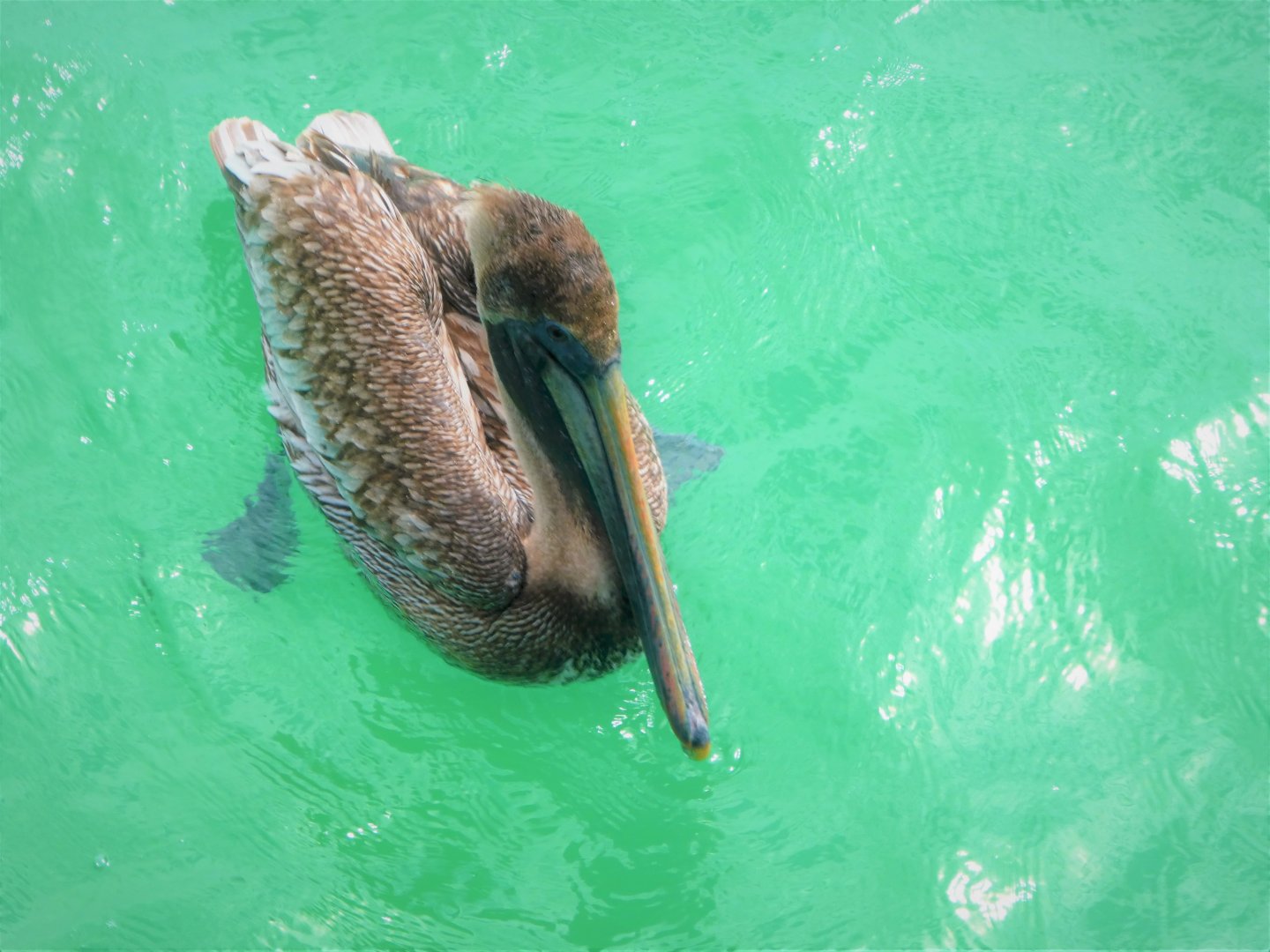 Brown Pelican