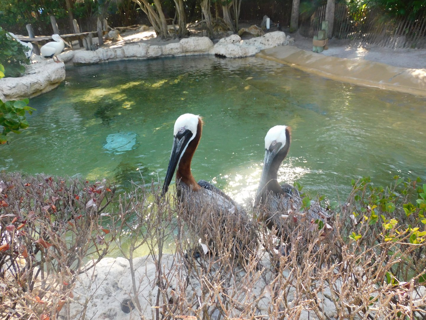 Brown pelican