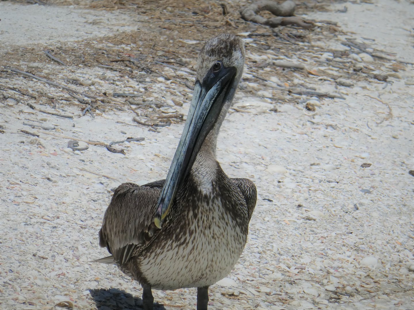 Brown Pelican