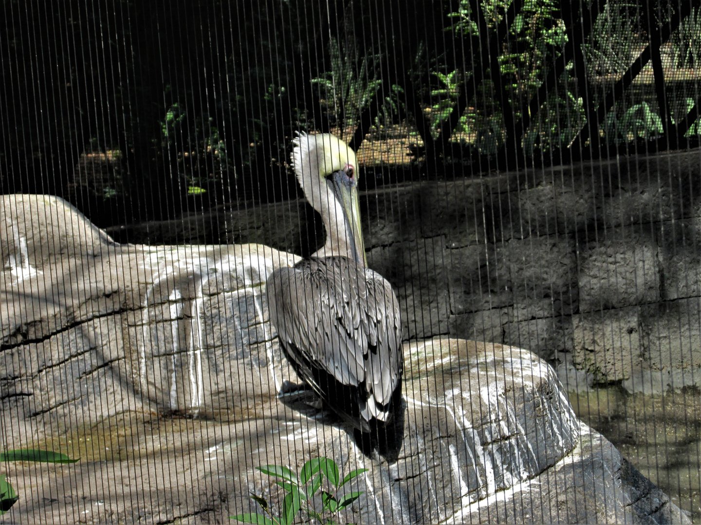 brown pelican