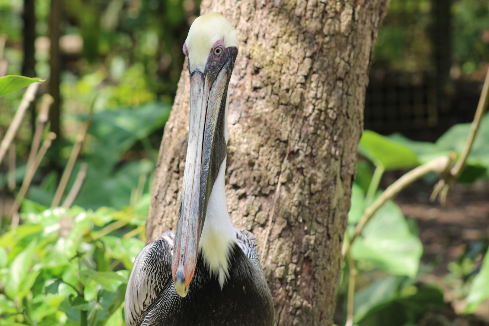 Brown Pelican