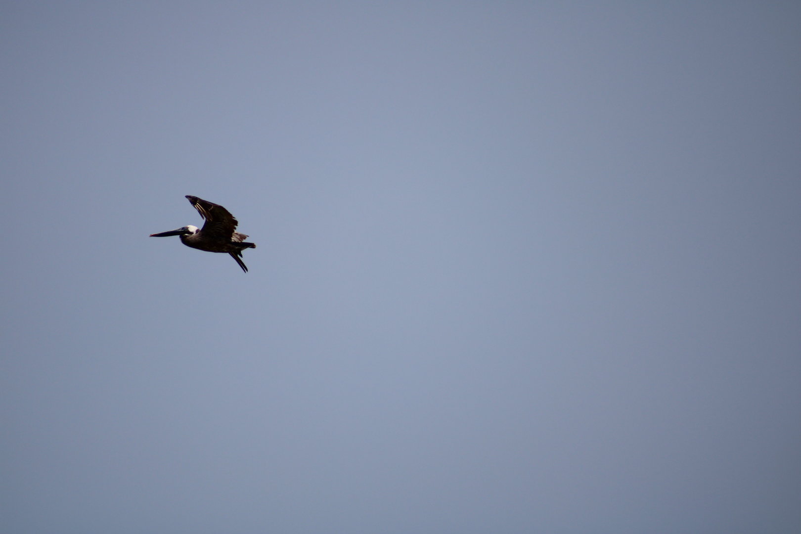 Brown Pelican