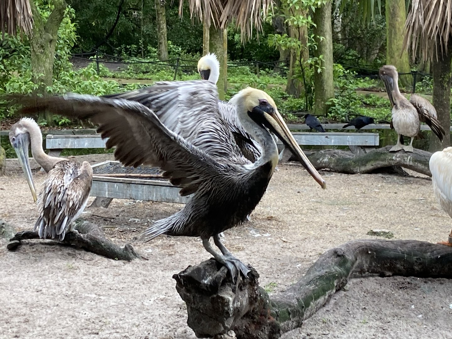 Brown Pelican