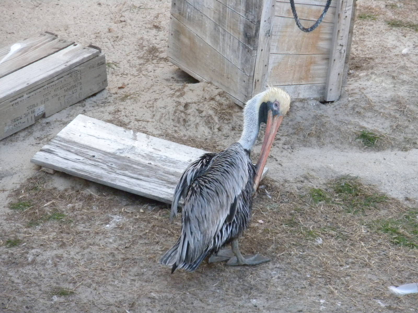 Brown Pelican