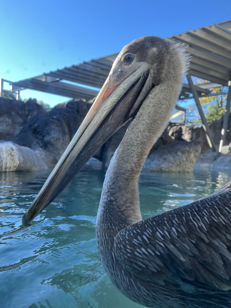Brown Pelican