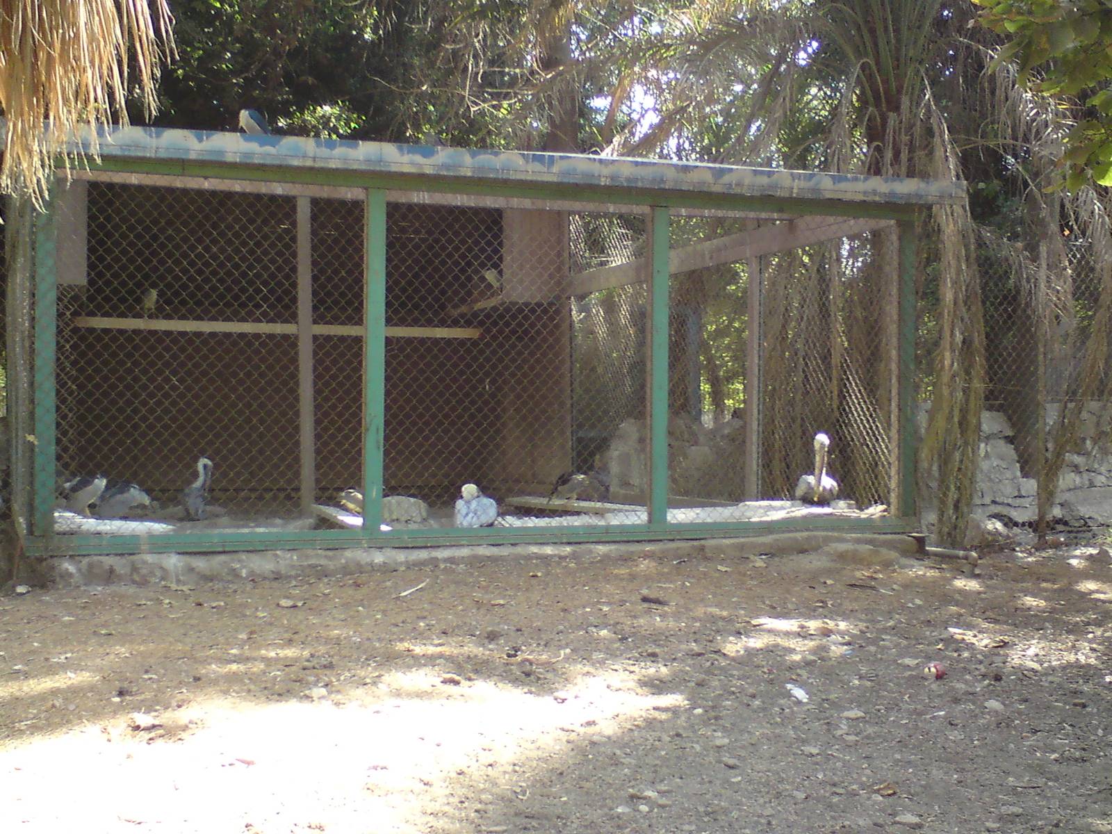 Brown pelicans and night herons