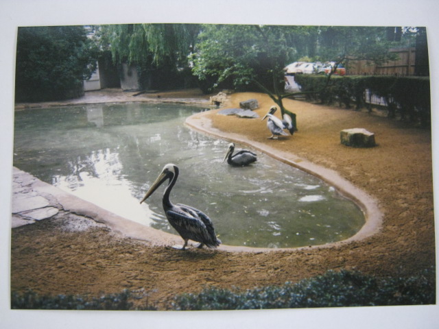 Brown Pelicans London Zoo June 1990.