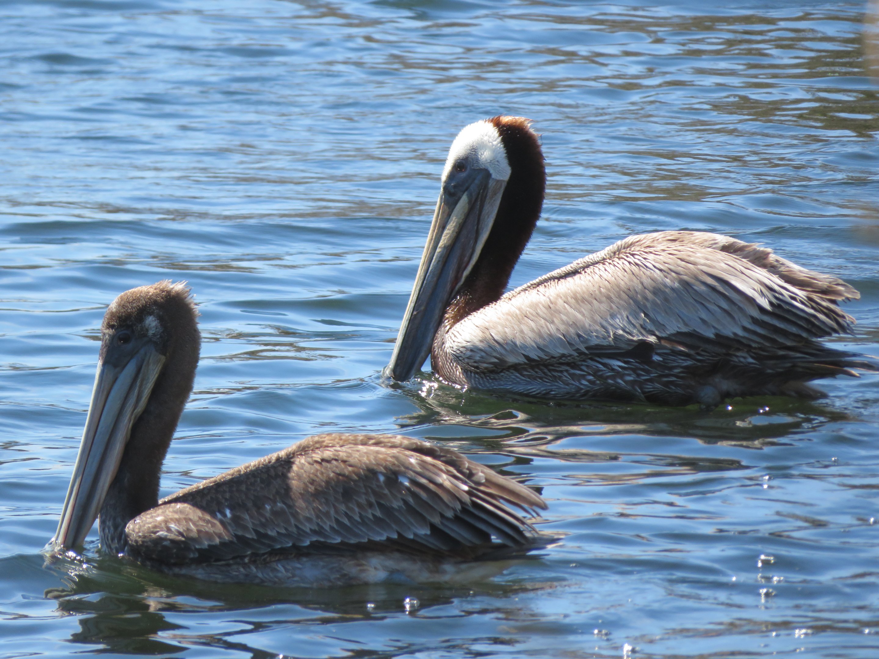 Brown Pelicans (Male and Female)