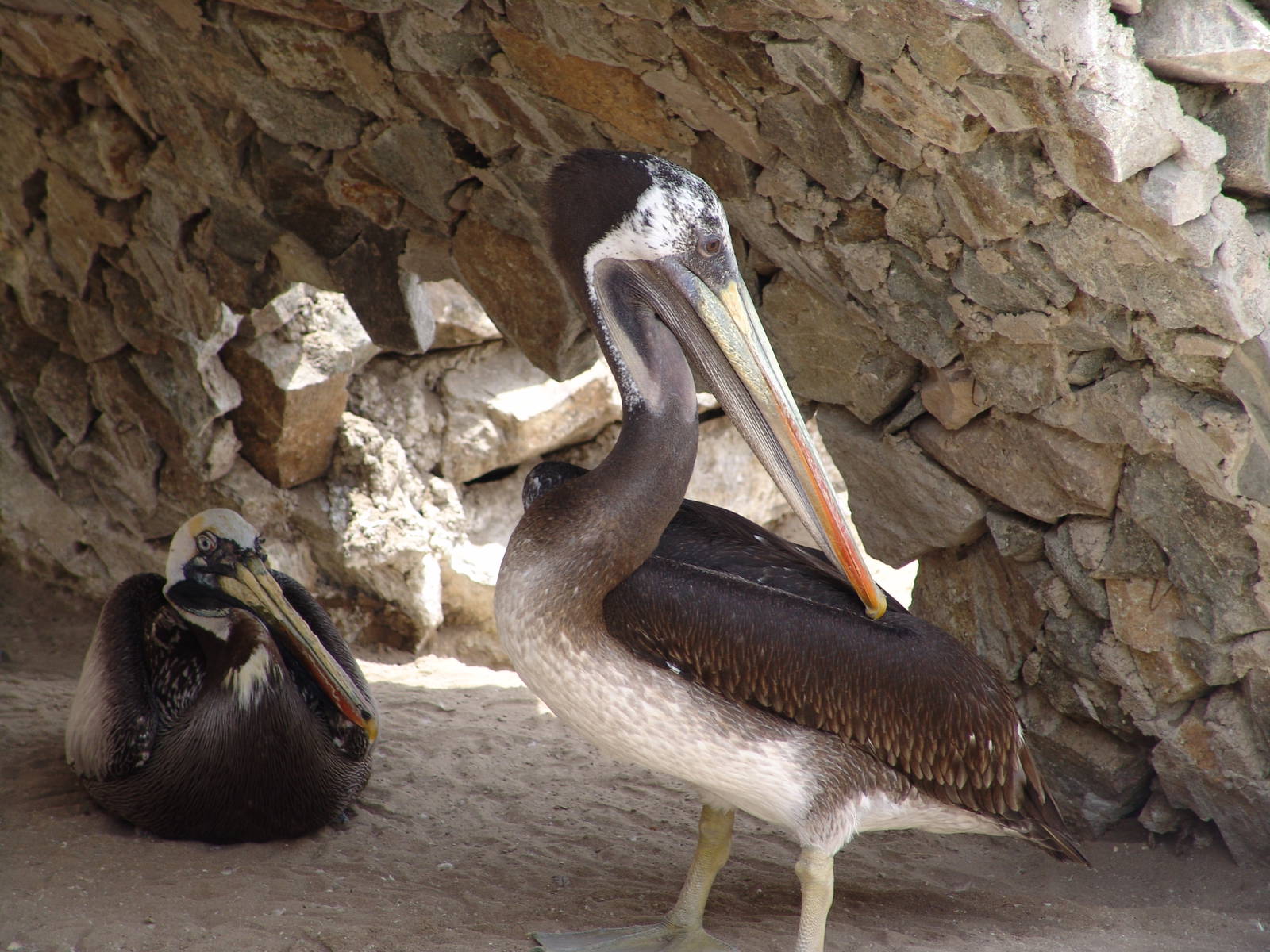 Brown Pelicans (Pelecanus occidentalis)