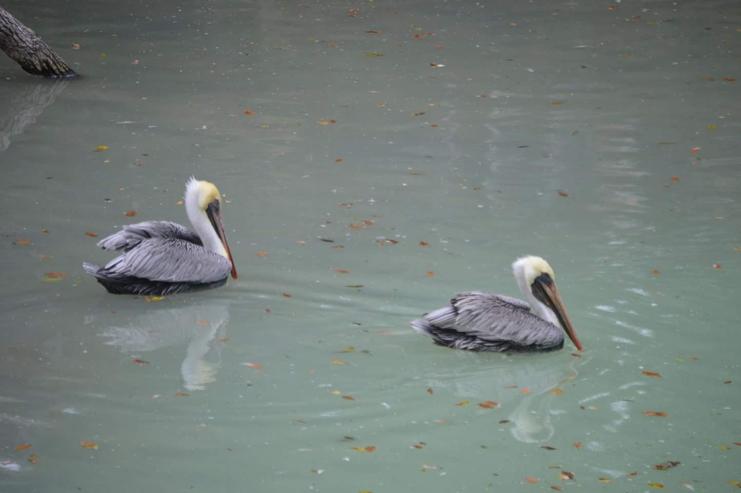 Brown Pelicans (Pelecanus occidentalis)