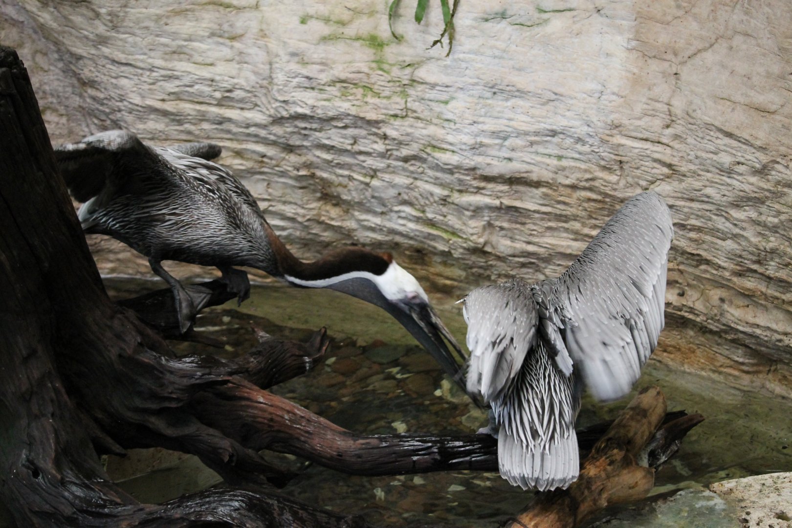 Brown Pelicans (Pelecanus occidentalis)