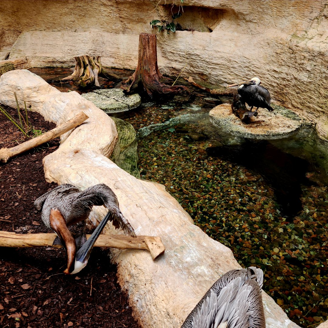 Brown Pelicans (Pelecanus occidentalis)