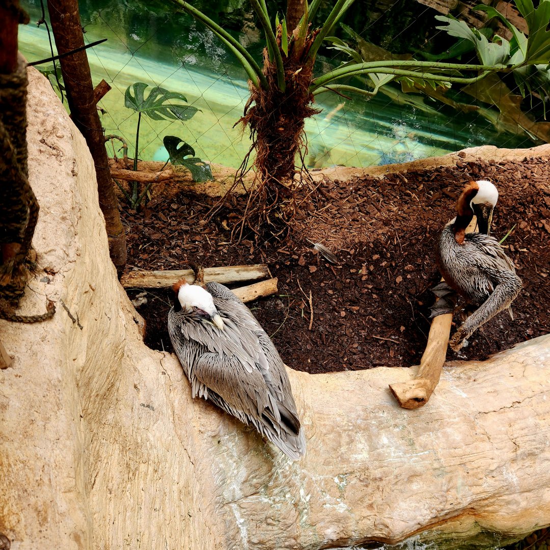 Brown Pelicans (Pelecanus occidentalis)