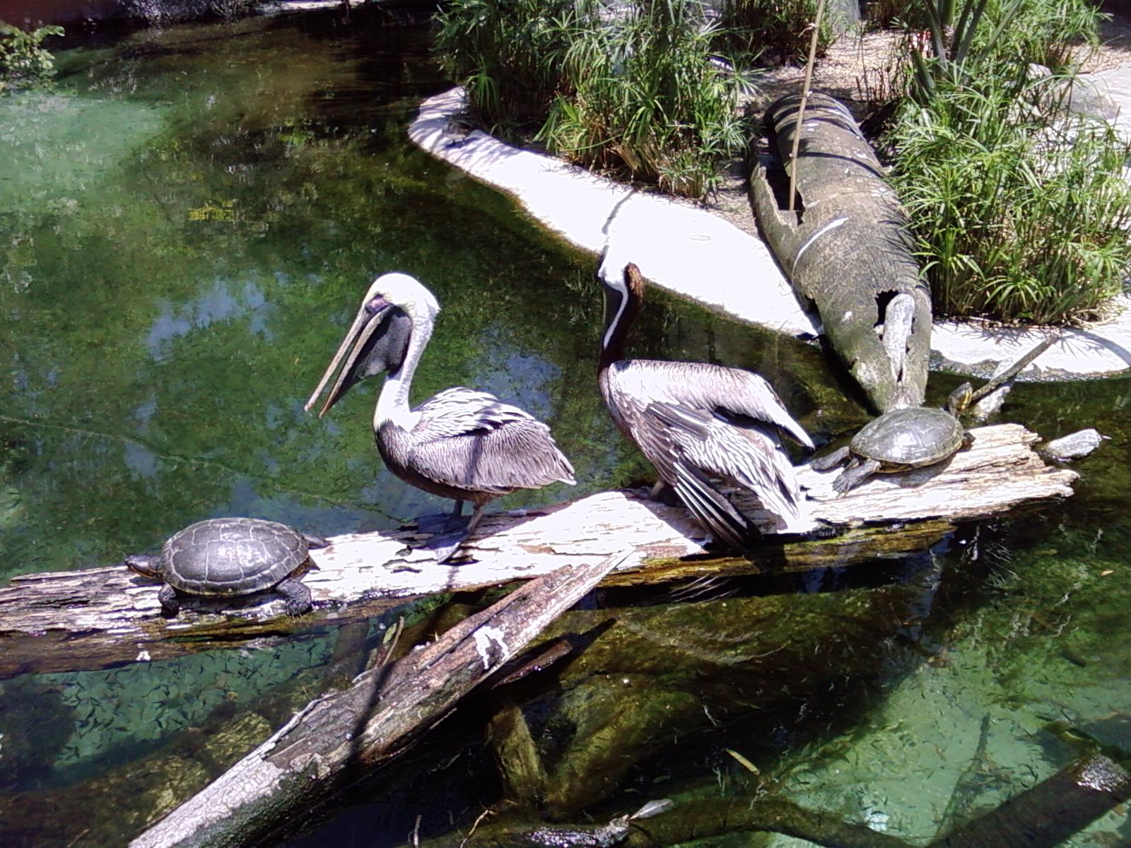 Brown Pelicans - Range of the Jaguar