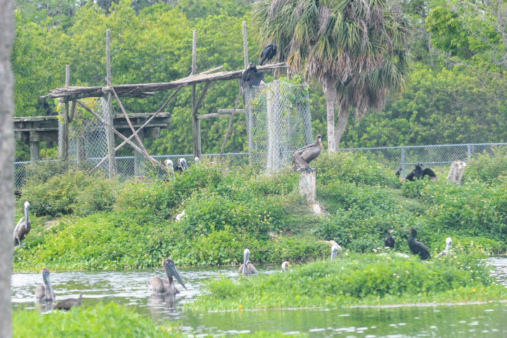 Brown Pelicans & wild birds (2016)