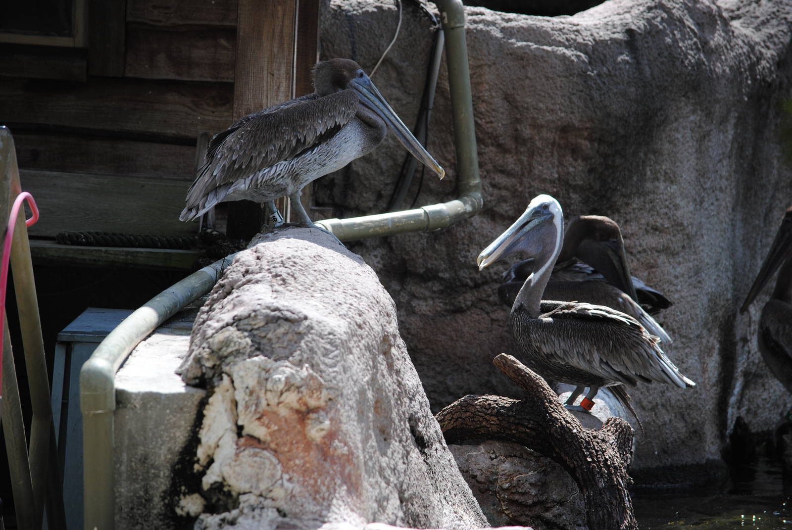 Brown Pelicans