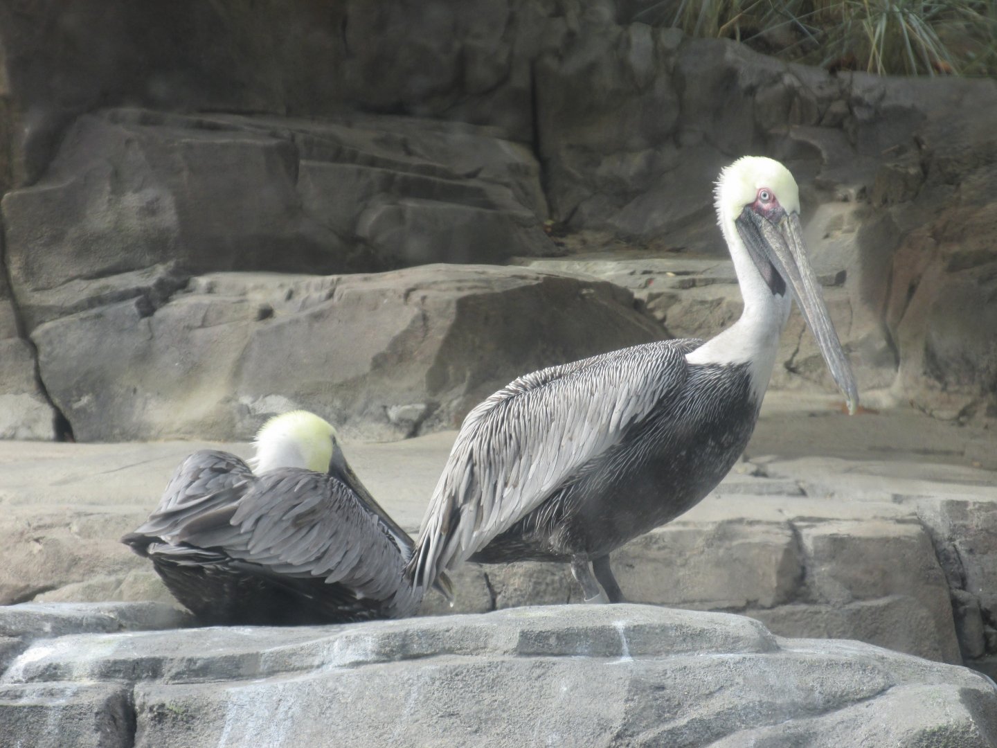 brown pelicans