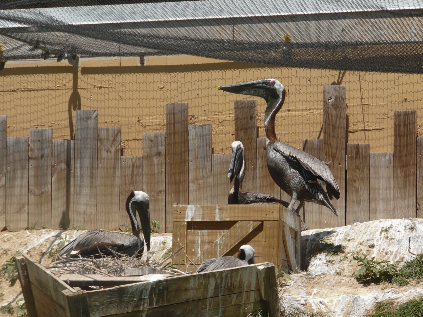 Brown pelicans