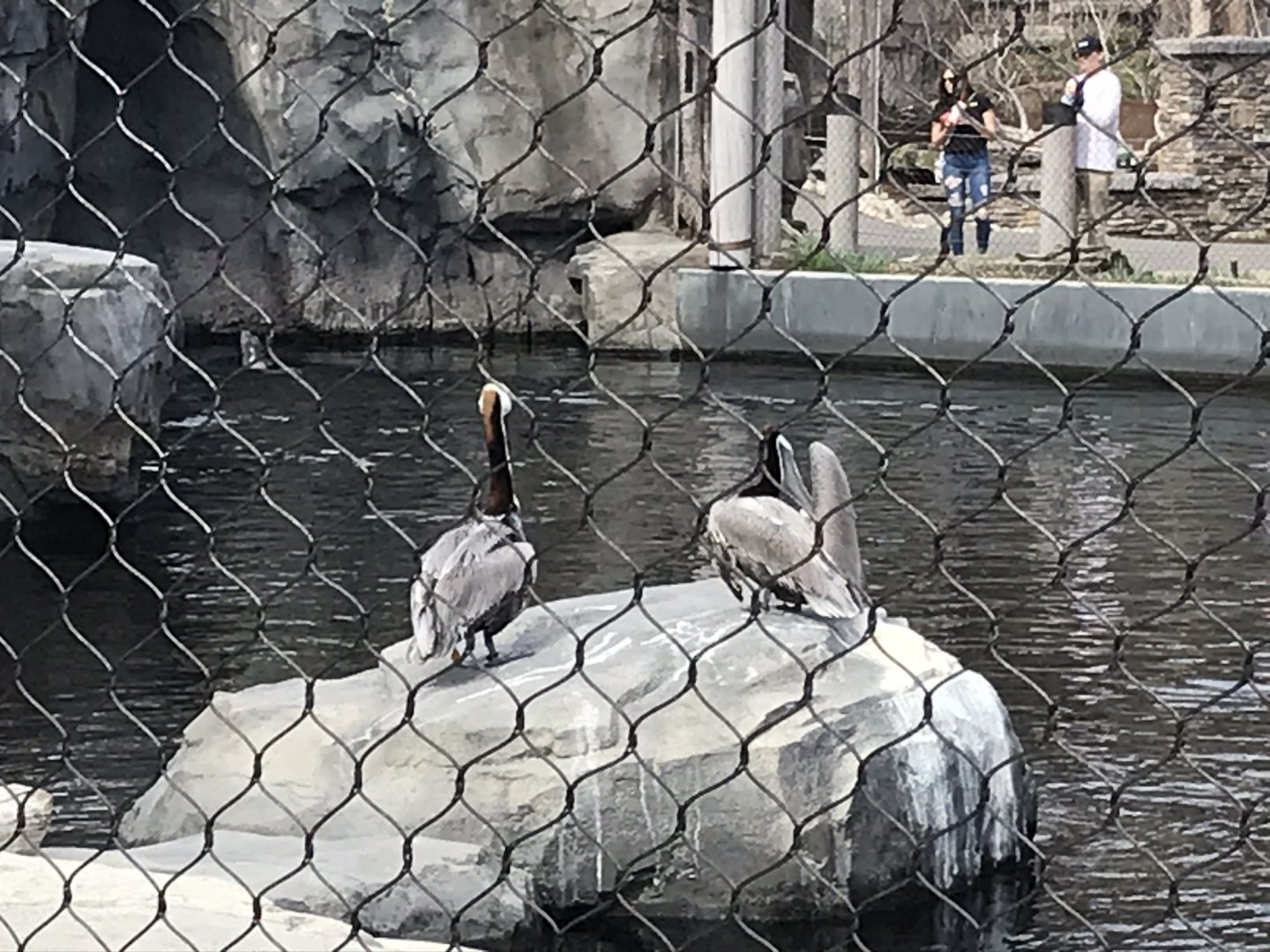 Brown Pelicans