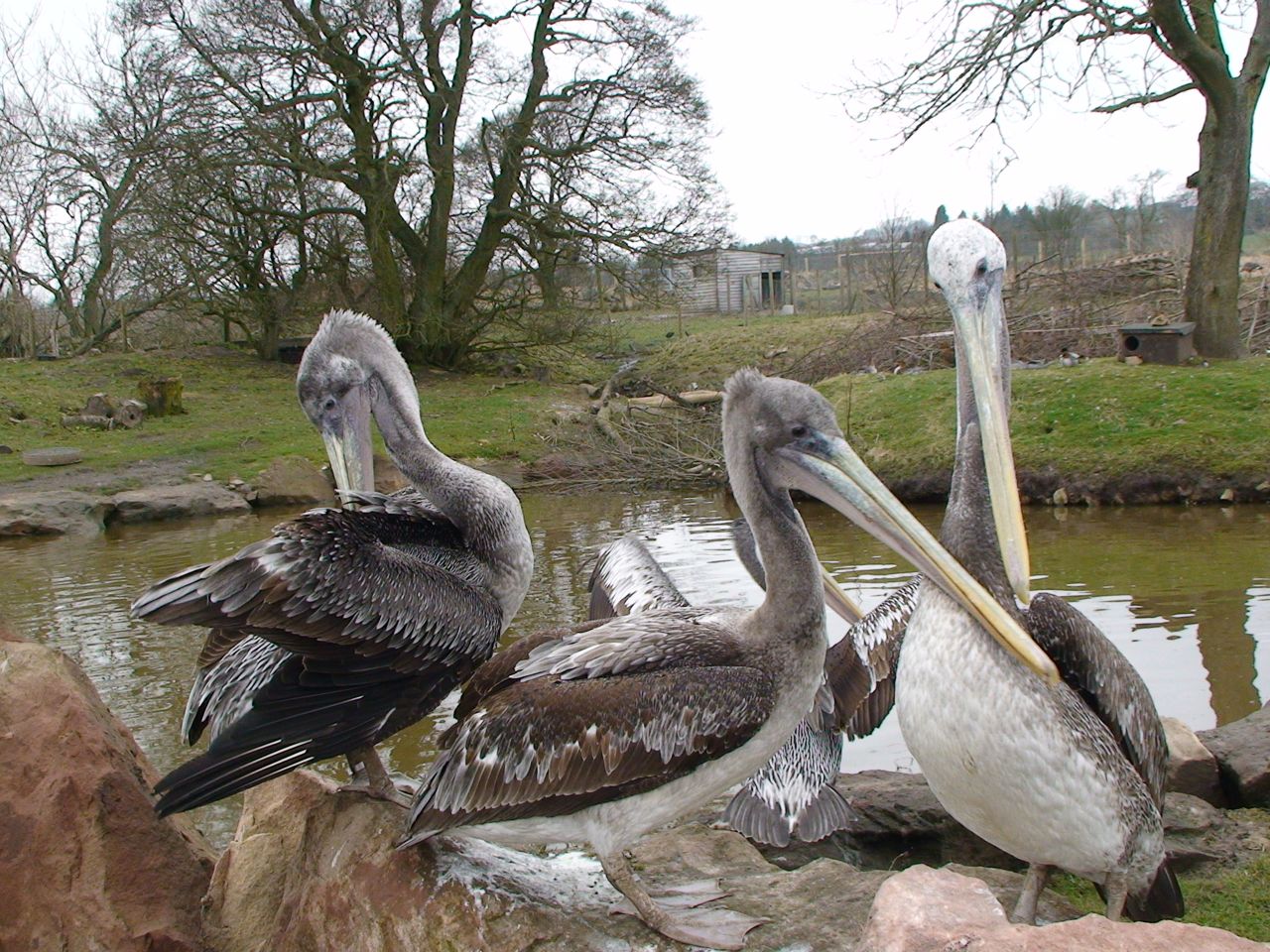 Brown Pelicans