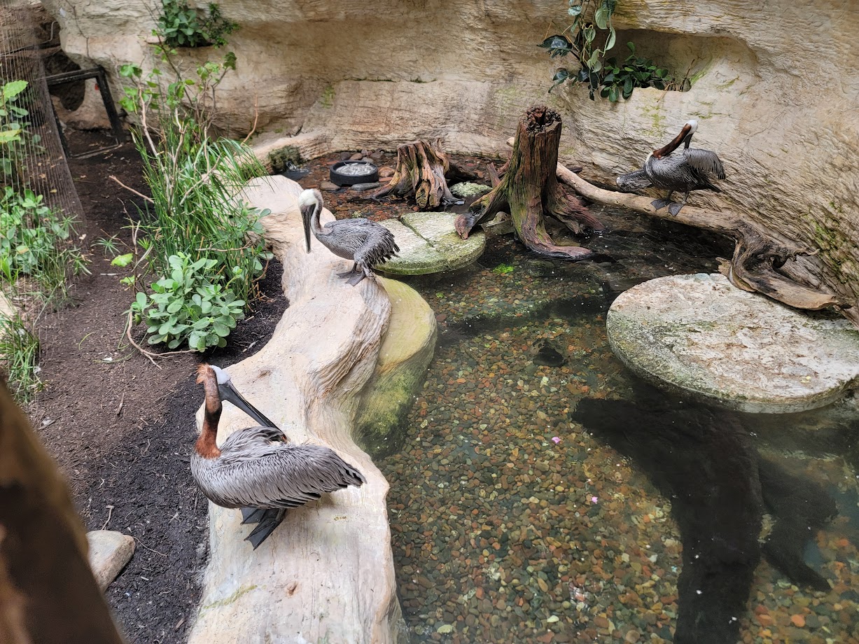 Brown Pelicans