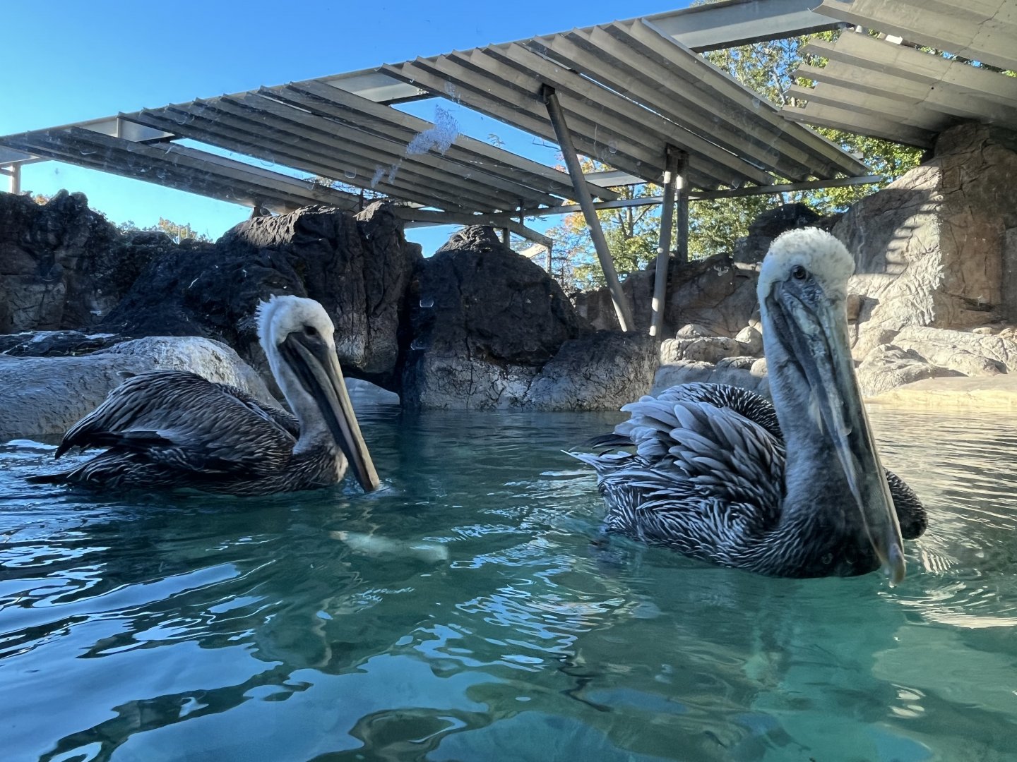 Brown Pelicans