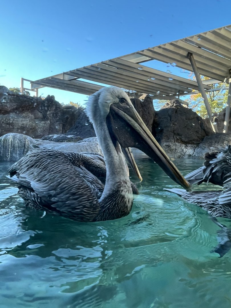 Brown Pelicans