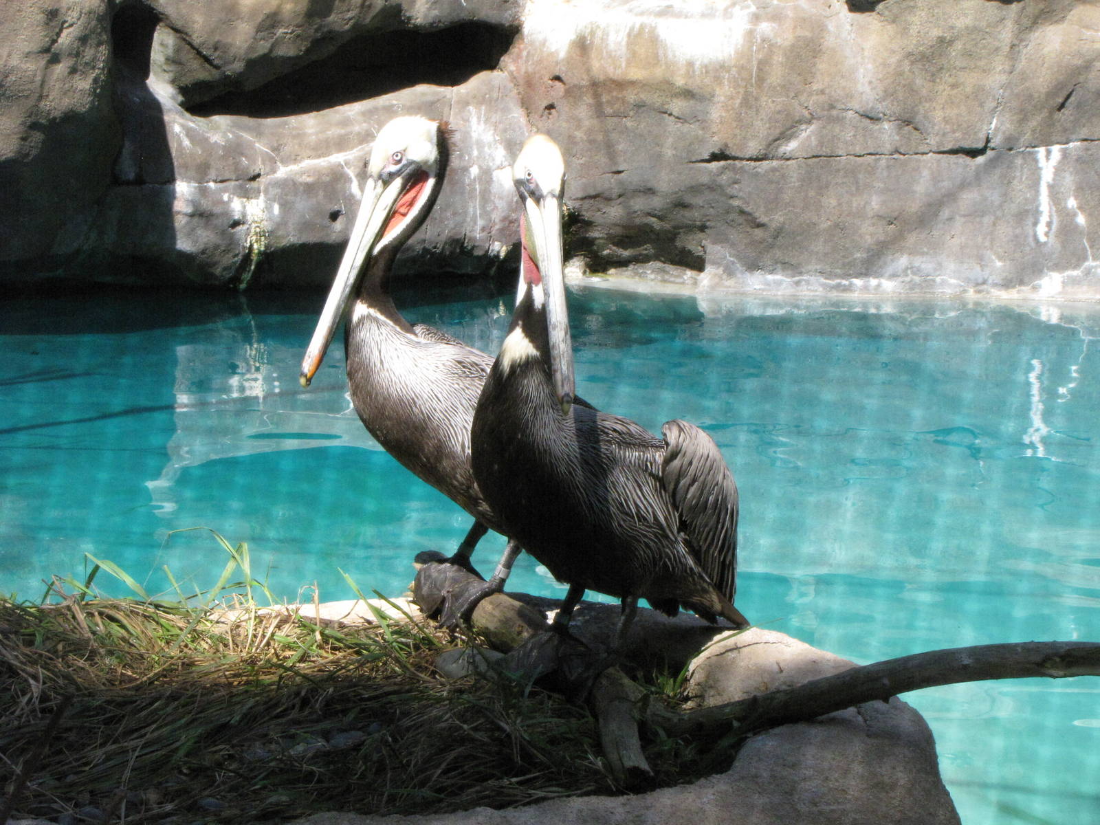 Brown Pelicans