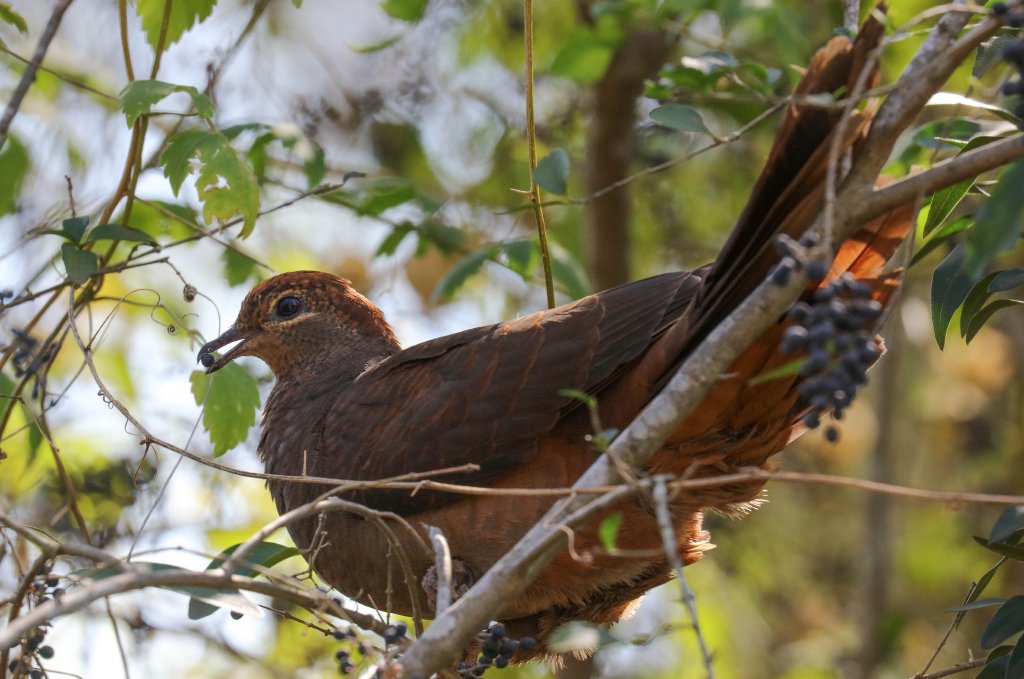 Brown Pigeon feeding on privet berries