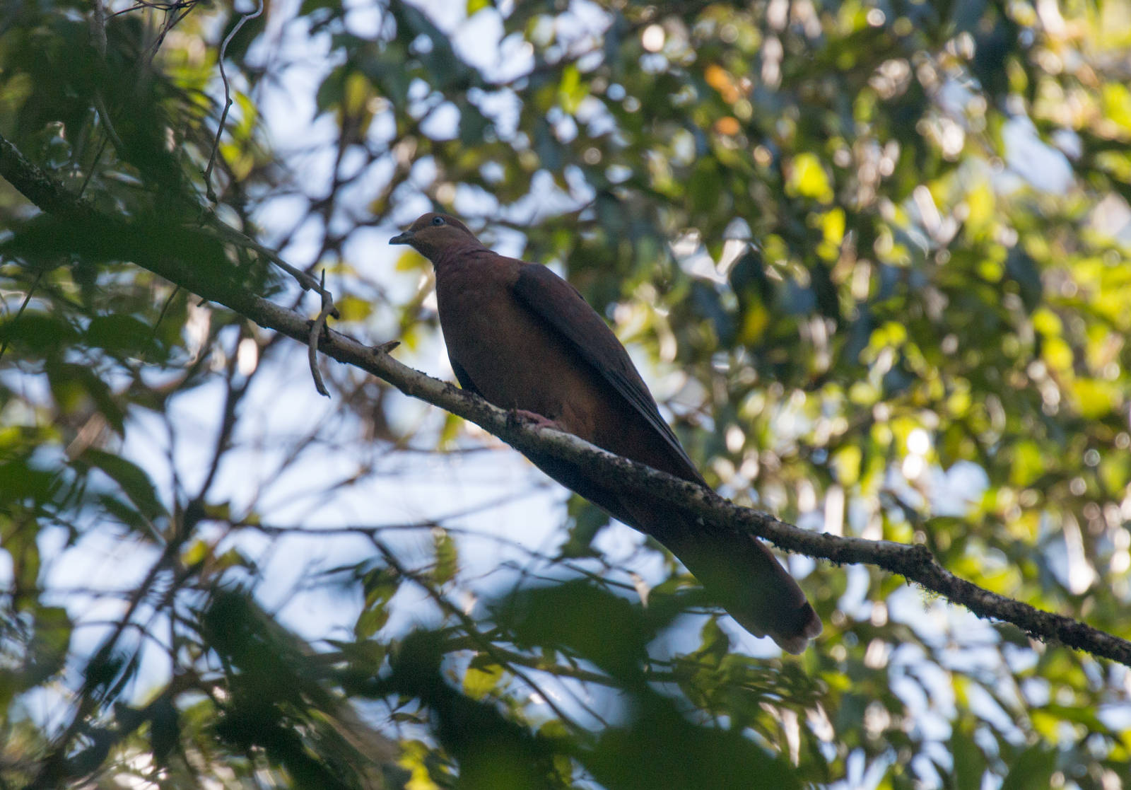 Brown Pigeon