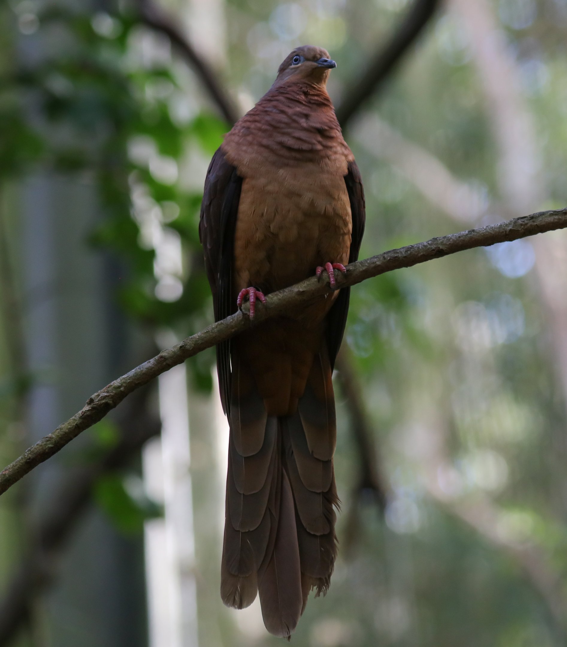 Brown Pigeon