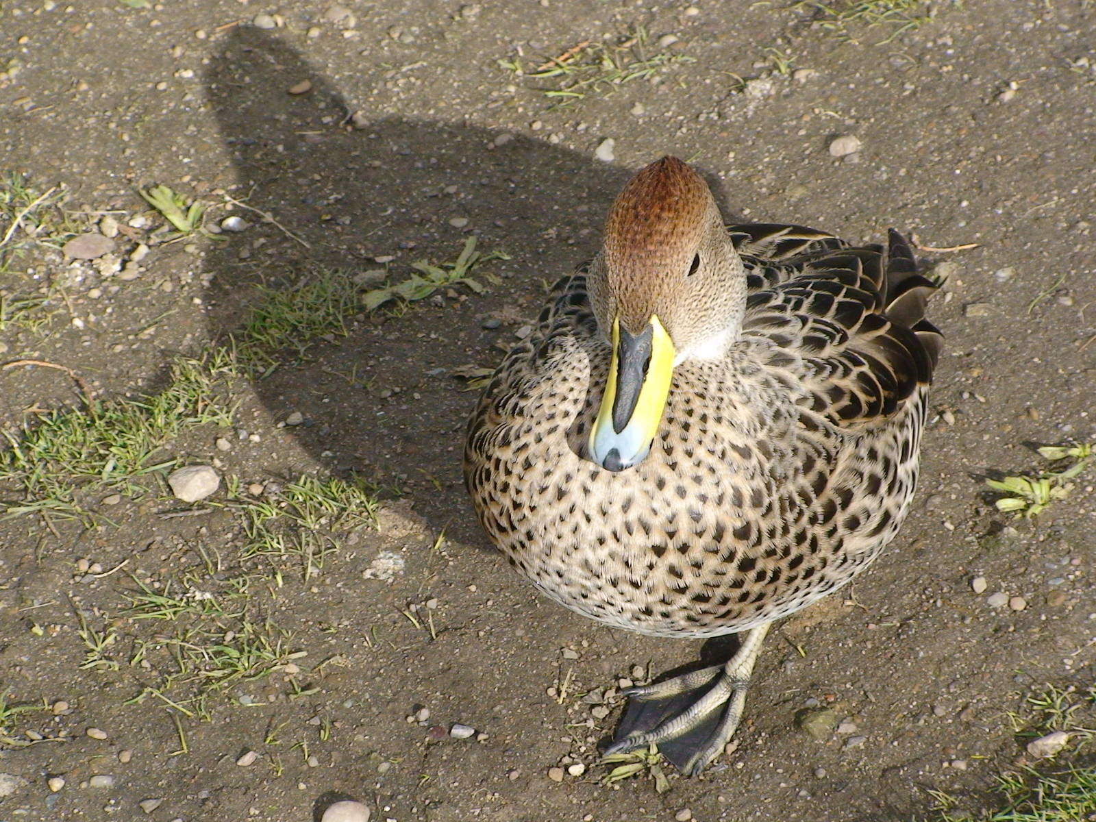 Brown pintail