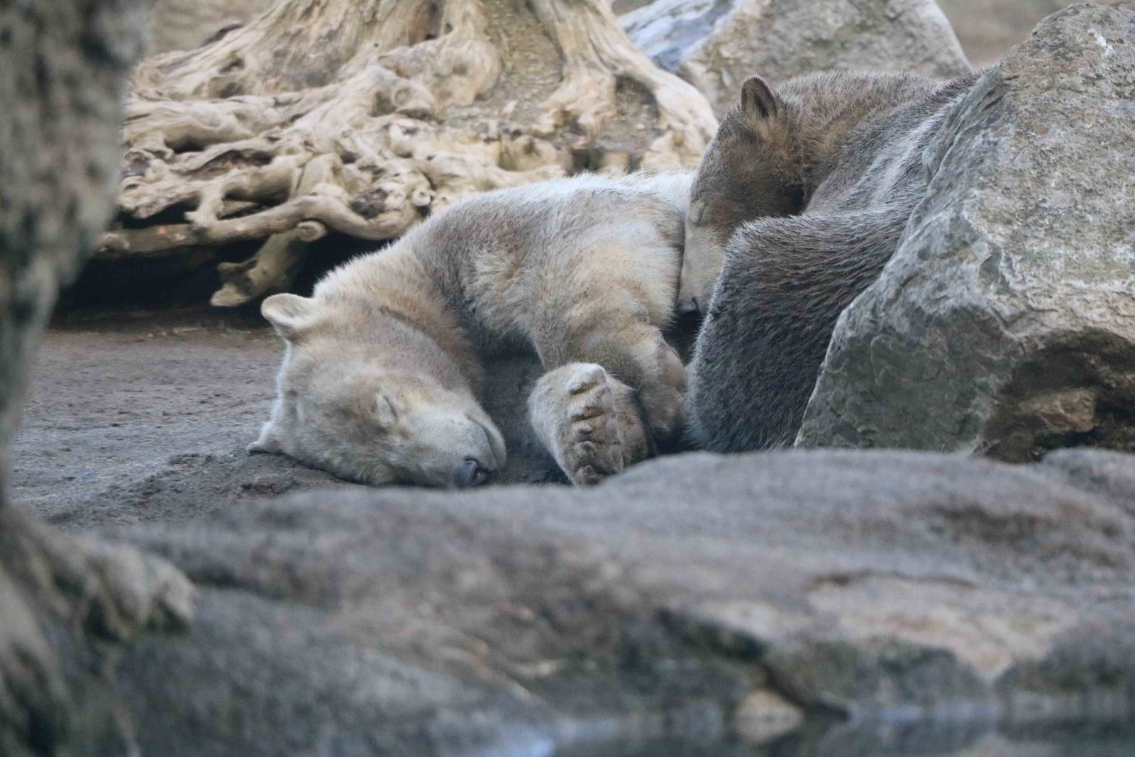 Brown polar bears, February 2016
