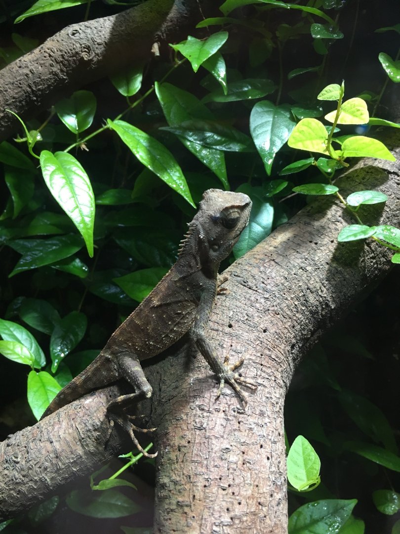 Brown prickle-nape dragon 121216