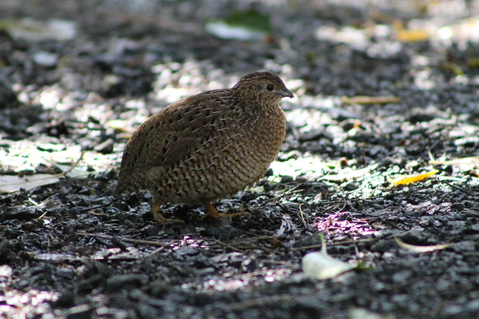 brown quail (Coturnix [Synoicus] ypsilophora)