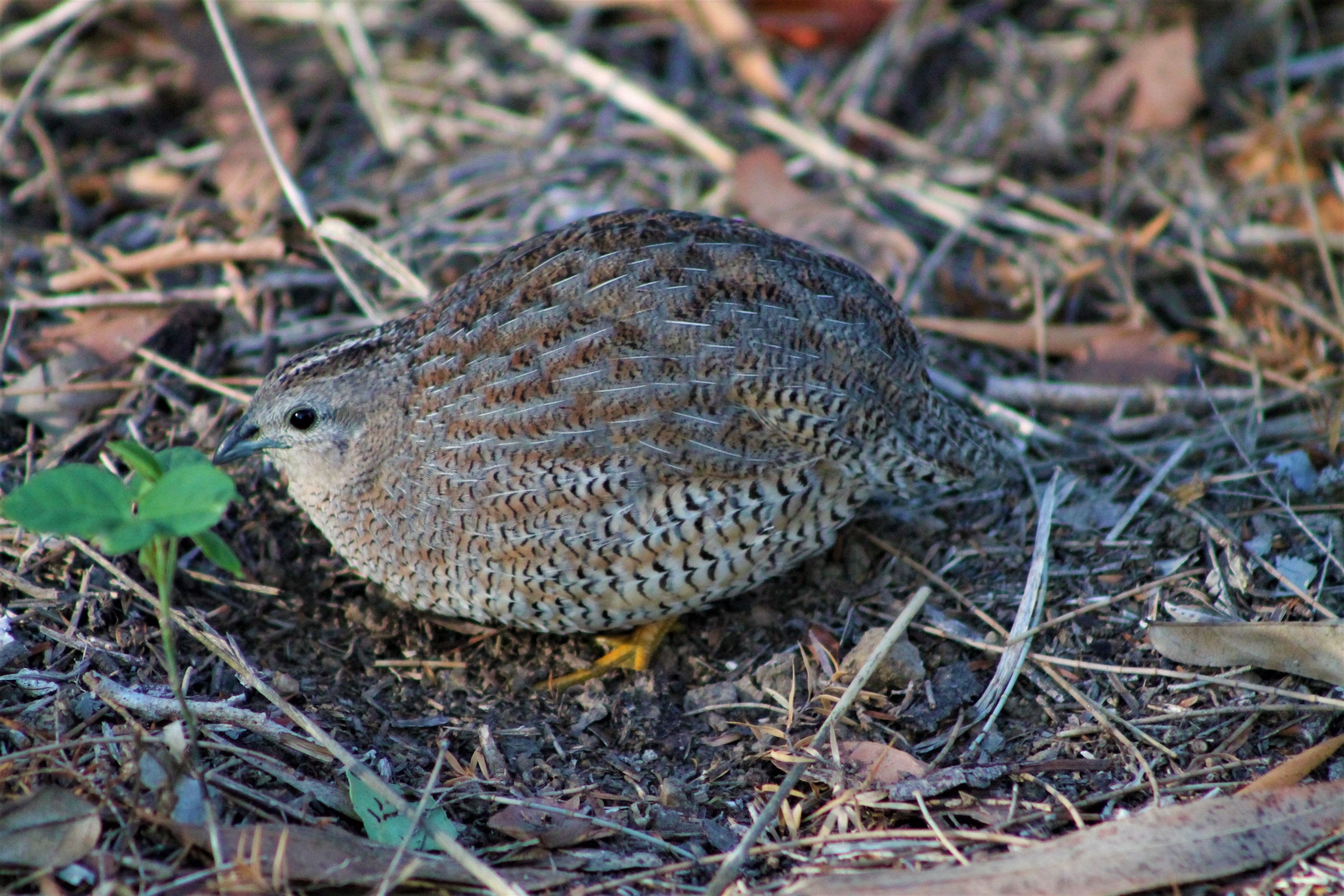 Brown Quail (Coturnix ypsilophora)