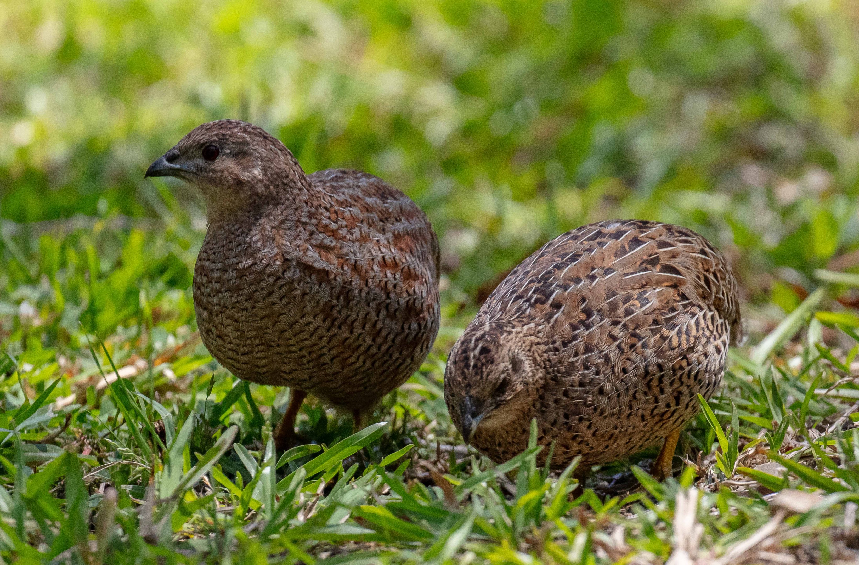 Brown Quail pair