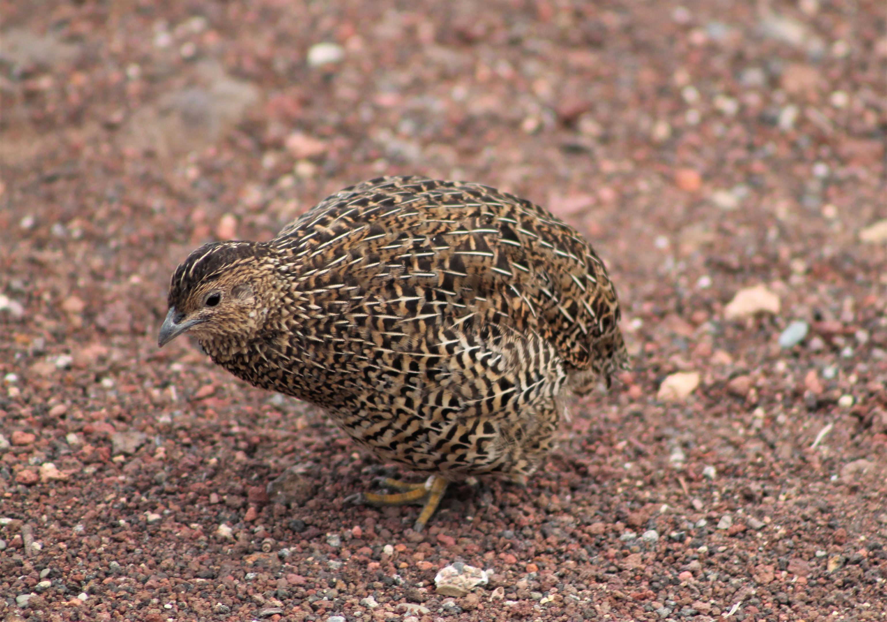 Brown Quail (Synoicus ypsilophorus)