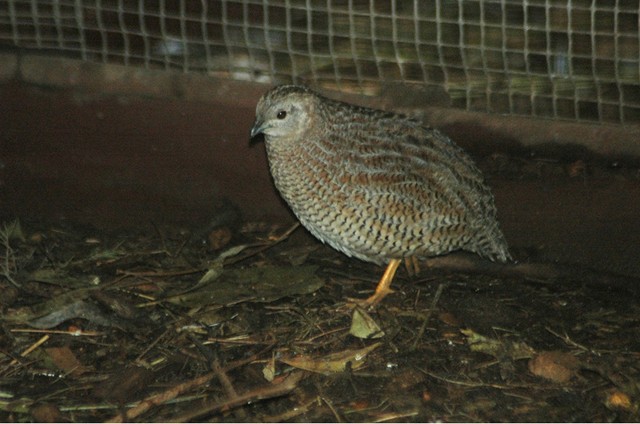 Brown Quail