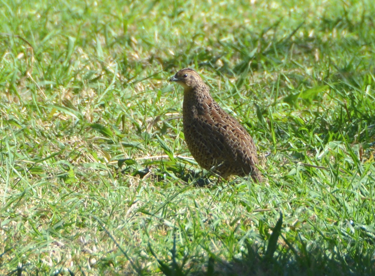 Brown quail