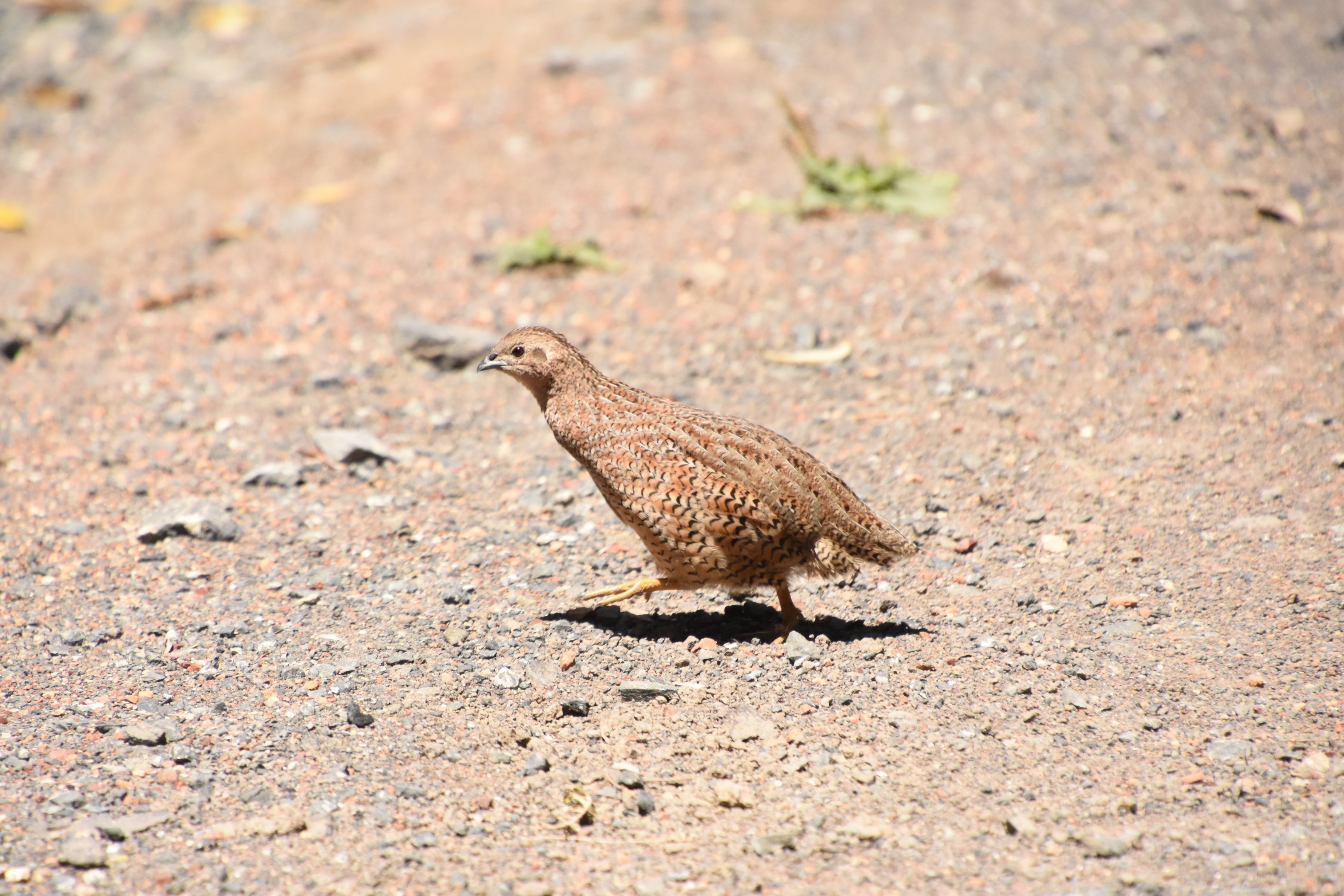 Brown quail
